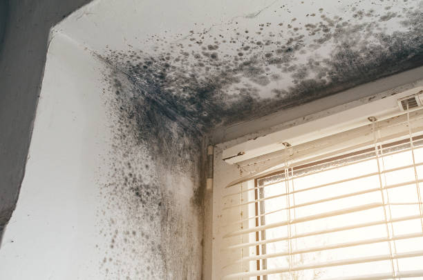 Affordable Mold Removal solutions in Crofton, MD